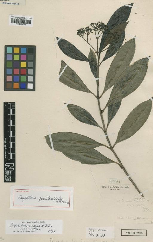 Psychotria anceps var. anceps Kunth - BM001008961