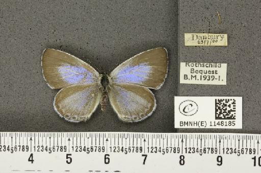 Celastrina argiolus britanna ab. aquilana Grund, 1908 - BMNHE_1148185_111209