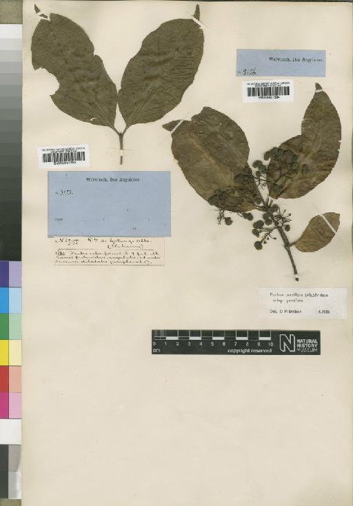 Psydrax parviflora subsp. parviflora (Afzel.) Bridson - BM000931394