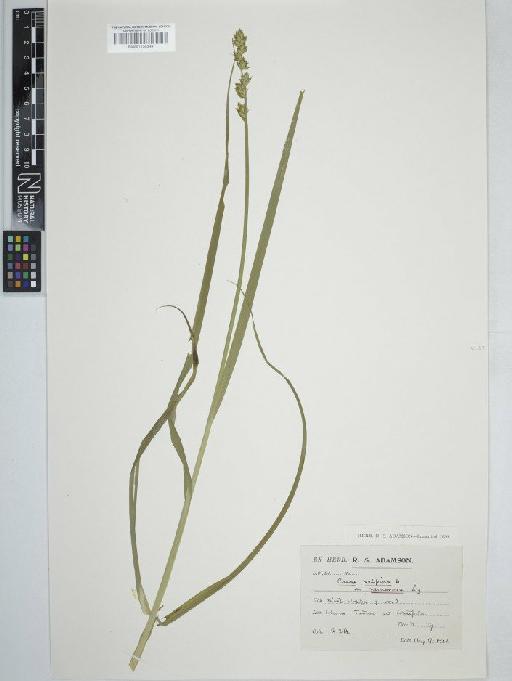 Carex otrubae Podp. - BM001130549   carex vulpina2