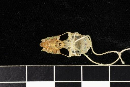 Rhinolophus klossi Andersen, 1918 - 1918_8_2_2-Rhinolophus_klossi-Holotype-Skull-occlusal