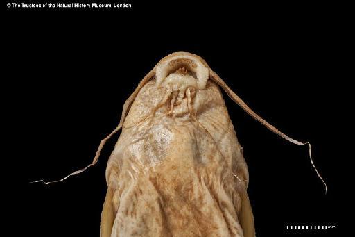 Synodontis obesus Boulenger, 1898 - BMNH 1881.7.20.5-6, PARALECTOTYPES, Synodontis obesus a barbelsl