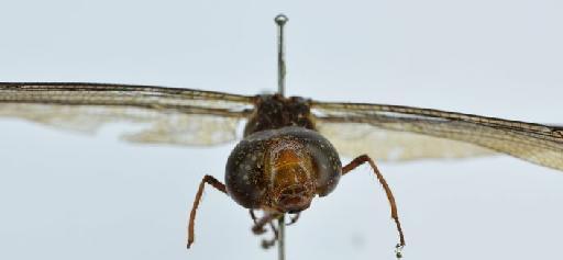 Gynacantha apiaensis Fraser, 1927 - BMNHE_1684867-Gynacantha_apiaensis-head_front