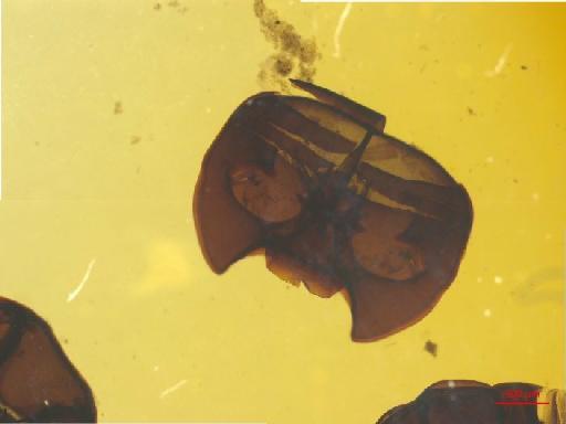 Histeridae Gyllenhal, 1808 - 010189971___14