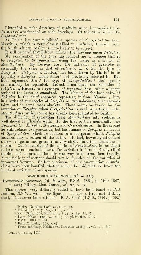 To NHMUK collection (Spongiochiton productus Carpenter in Pilsbry, 1892; holotype; NHMUK:ecatalogue:3512484)