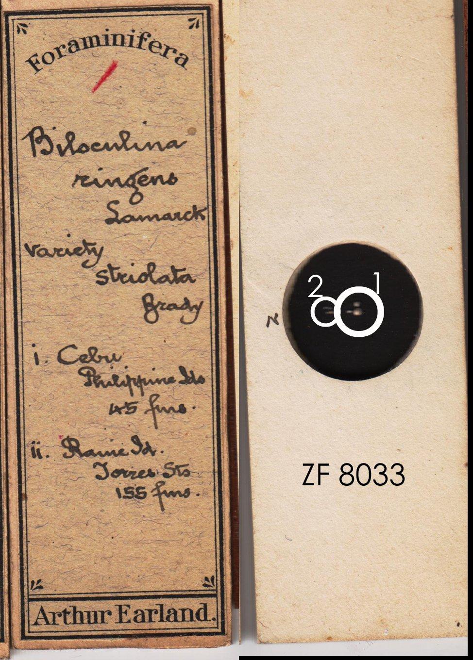 To NHMUK collection (Biloculina ringens var. striolata Brady, 1884; NHMUK:ecatalogue:9143257)
