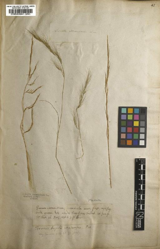 Aristida adscensionis L. - BM000588844
