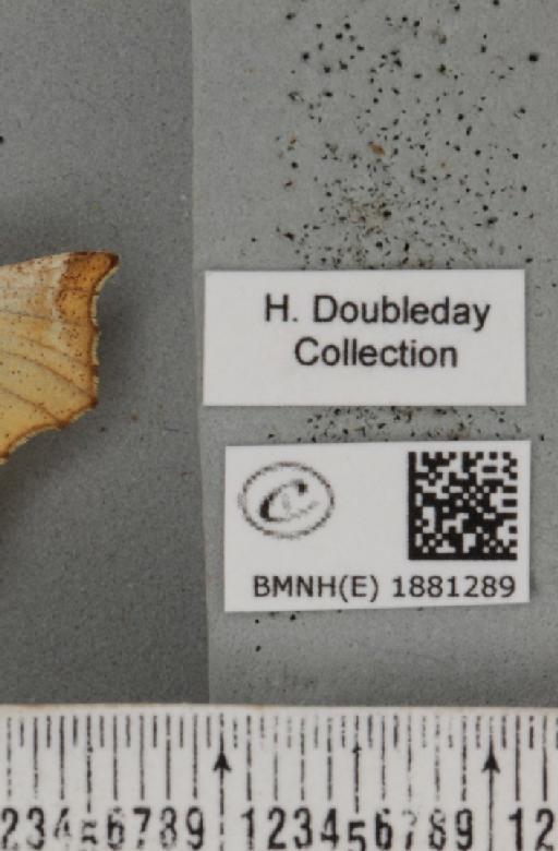 Selenia dentaria (Fabricius, 1775) - BMNHE_1881289_label_446456