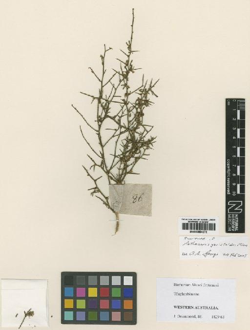 Anthocercis genistoides Miers - BM000884272