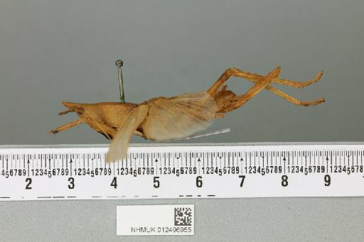 Pseudorhynchus flavescens (Serville, 1831) - 012496955_reverse