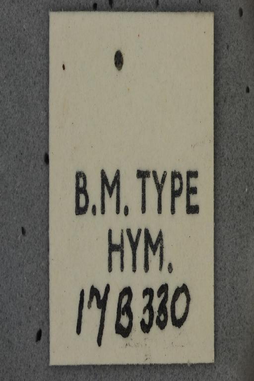 Ceratina maculifrons Smith, F., 1854 - Ceratina_maculifrons-NMHUK010266302-Type-label_5