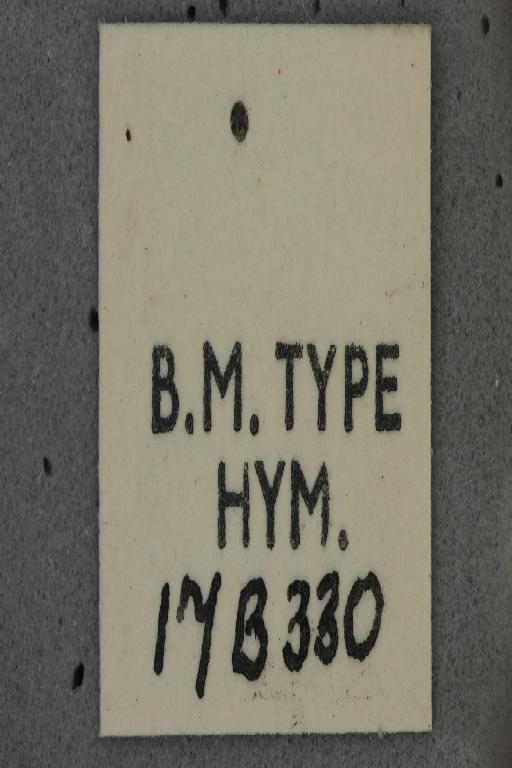 Ceratina maculifrons Smith, F., 1854 - Ceratina_maculifrons-NMHUK010266302-Type-label_5