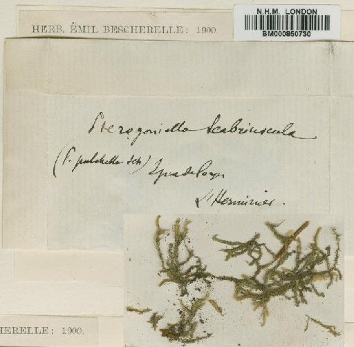Meiothecium scabriusculum Besch. - BM000850730
