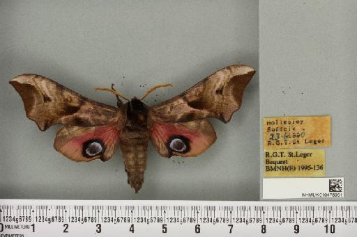 Smerinthus ocellata ocellata (Linnaeus, 1758) - NHMUK_010475091_525397