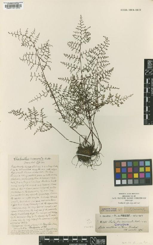 Cheilanthes flexuosa Kuntze - BM000511451