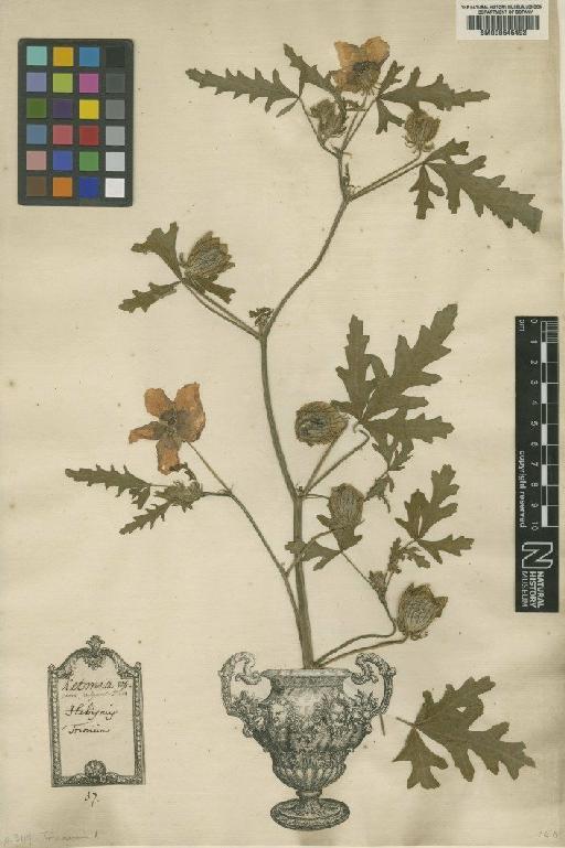 Hibiscus trionum L. - BM000646492