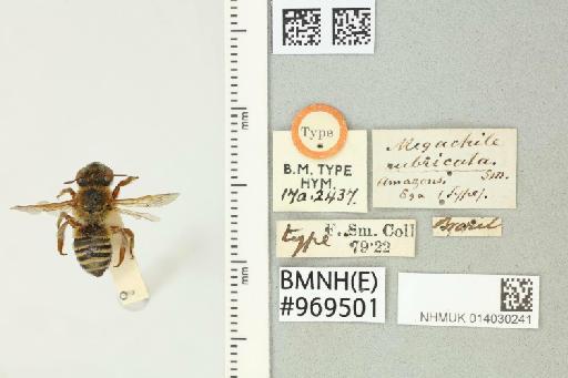 Megachile rubricata Smith, F., 1853 - 014030241_837895_-