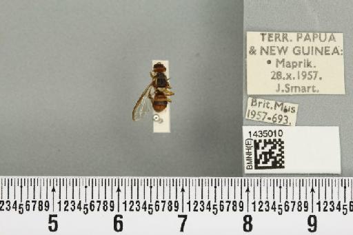 Bactrocera (Bactrocera) bryoniae (Tryon, 1927) - BMNHE_1435010_28420