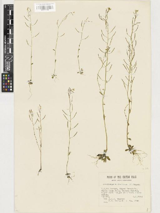 Arabidopsis thaliana (L.) Heynh. - BM001117628