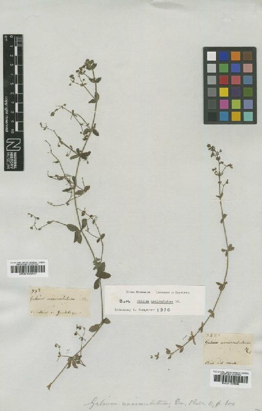 Galium uncinulatum DC. - BM001009048