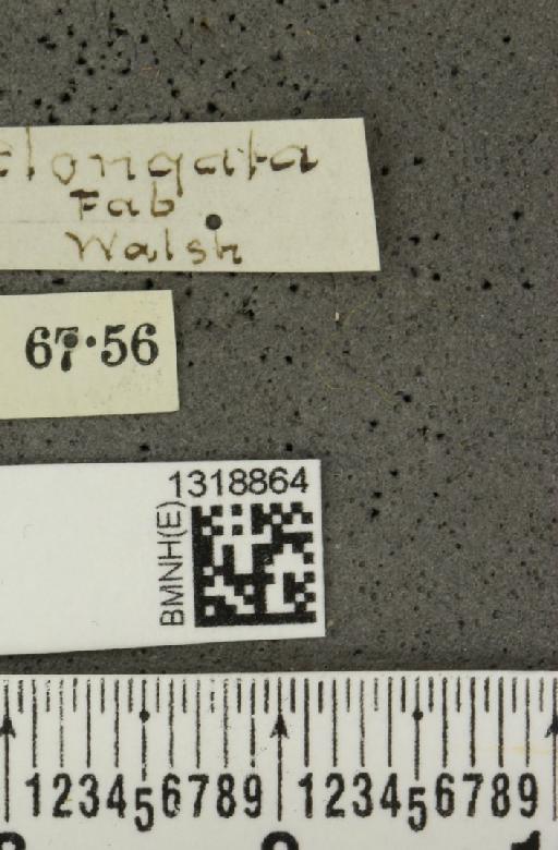 Systena elongata (Fabricius, 1798) - BMNHE_1318864_label_26175
