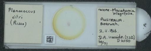 Planococcus citri Risso, 1813 - 010150605_117588_1101300