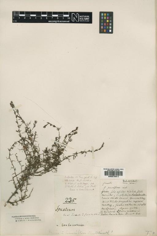 Genista corsica (Loisel.) DC. - BM000750910