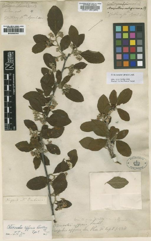 Cotoneaster affinis Lindl. - BM000521996