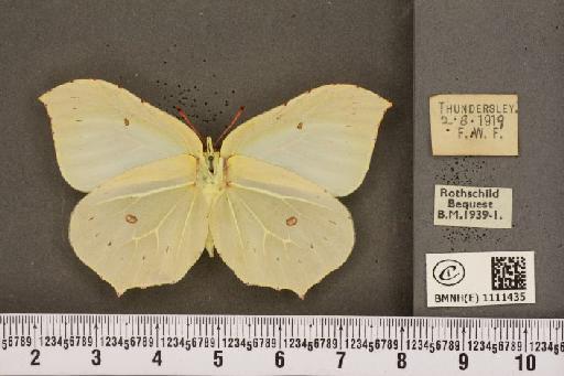 Gonepteryx rhamni rhamni ab. hoefnageli Bryk, 1922 - BMNHE_1111435_64600