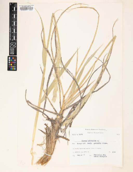 Elymus arenarius L. - 000063971