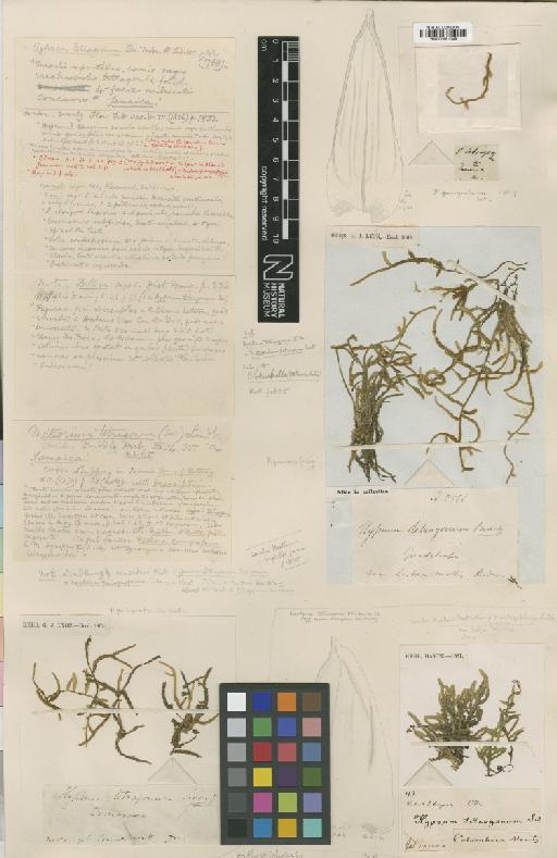 Orthostichopsis tetragona (Sw. ex Hedw.) Broth. - BM000961049_a