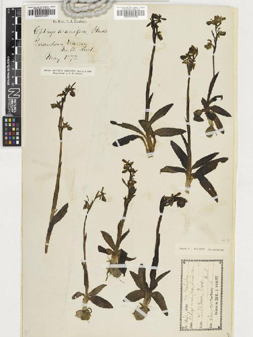 Ophrys sphegodes Mill. - BM000954280