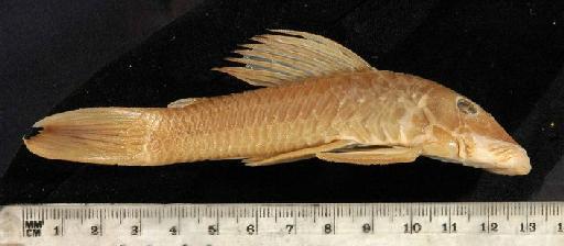 Chaetostomus dermorhynchus Boulenger, 1887 - 1880.12.8.64-6b; Chaetostomus dermorhynchus; lateral view; ACSI Project image