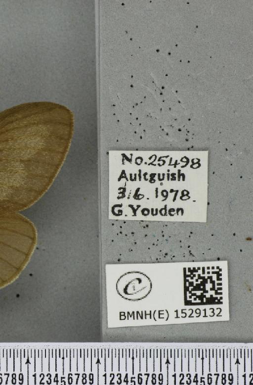 Macrothylacia rubi (Linnaeus, 1758) - BMNHE_1529132_label_196600