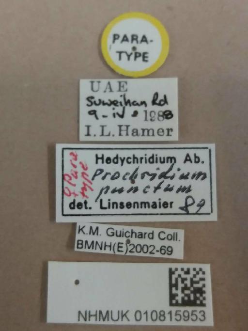 Hedychridium (Prochridium) punctum Linsenmaier, 1994 - Hedychridium_punctum-NHMUK010815953-paratype-female-labels