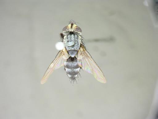 Eucelatoria strigata (van der Wulp, 1890) - Eucelatoria strigata LT dorsal