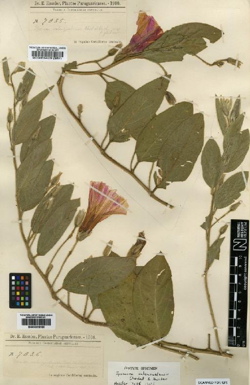 Ipomoea valenzulensis Chodat & Hassl. - BM000816166