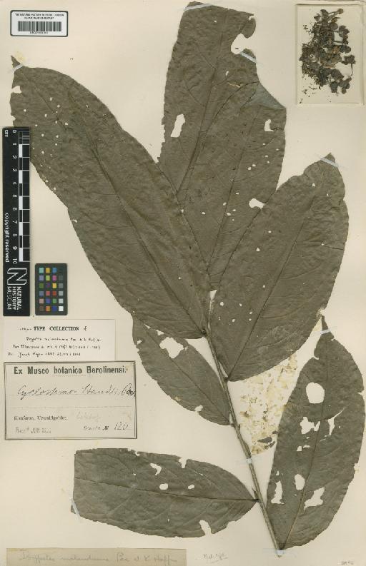 Drypetes molunduana Pax & K.Hoffm. - BM001191811