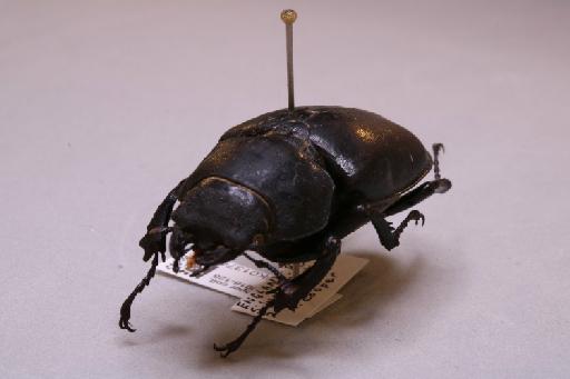 Lucanus cervus (Linnaeus, 1758) - 013741596_additional_3