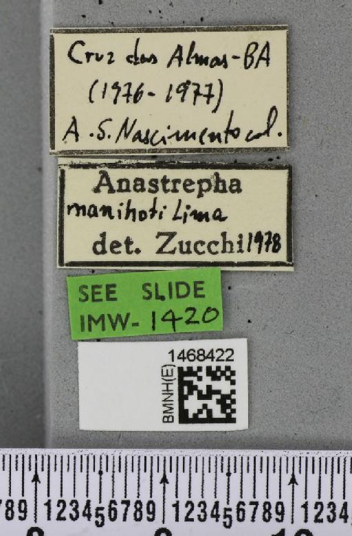 Anastrepha manihoti Lima, 1934 - BMNHE_1468422_label_41269