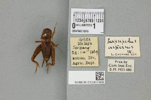 Velarifictorus aspersus (Walker, 1869) - 012497408_73476_92450