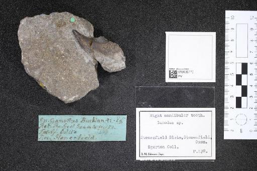 Ganodus infraphylum Gnathostomata Egerton, 1843 - 010039773_L010040908