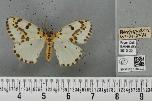 Abraxas grossulariata (Linnaeus, 1758) - BMNHE_1883112_451062