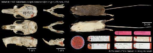 Rattus rapit cameroni Chasen, 1940 - NHMUK 1947 1464 Rattus rapit cameroni Holotype Figureplate