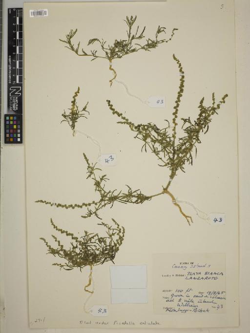 Resedella subulata Webb & Berthel. - BM001235004