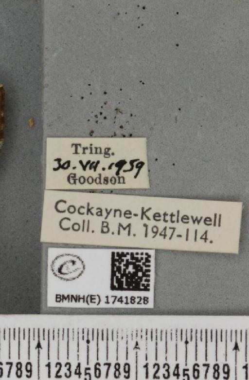 Eulithis prunata (Linnaeus, 1758) - BMNHE_1741828_label_320566
