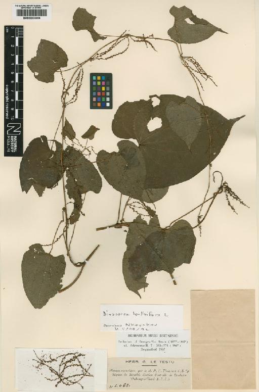 Dioscorea bulbifera L. - BM000833004