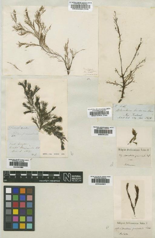 Stypocaulon paniculatum (Suhr) Kütz. - BM000563384