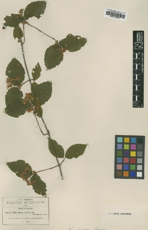 Viburnum ciliatum Greenm. - BM001008737