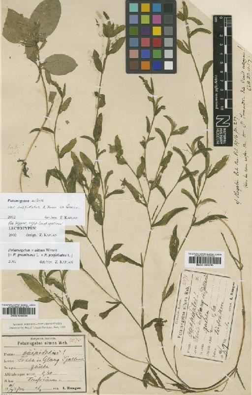 Potamogeton × nitens Weber - BM001066294